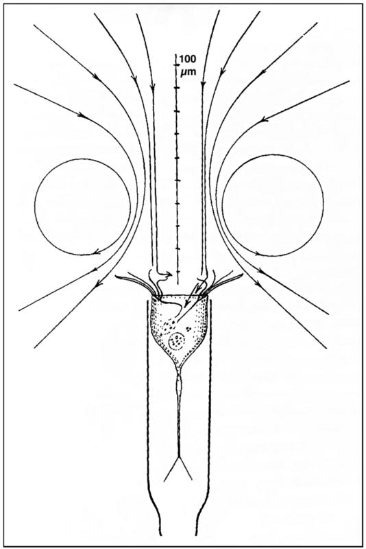 Feeding Currents