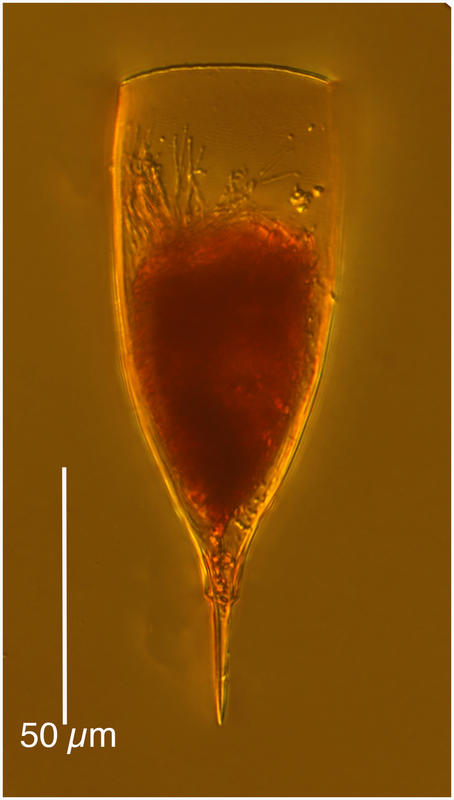 Xystonellopsis scyphium