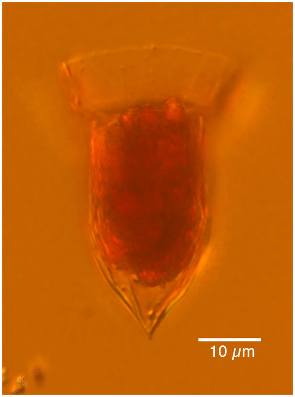 64xstemlessormosel19jan250m