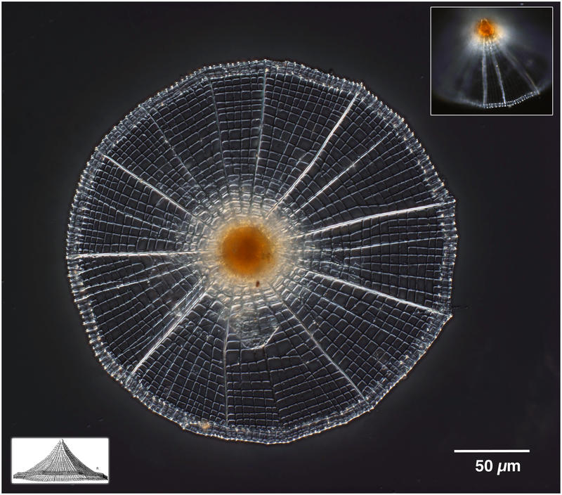 Chinese Hat Radiolarian