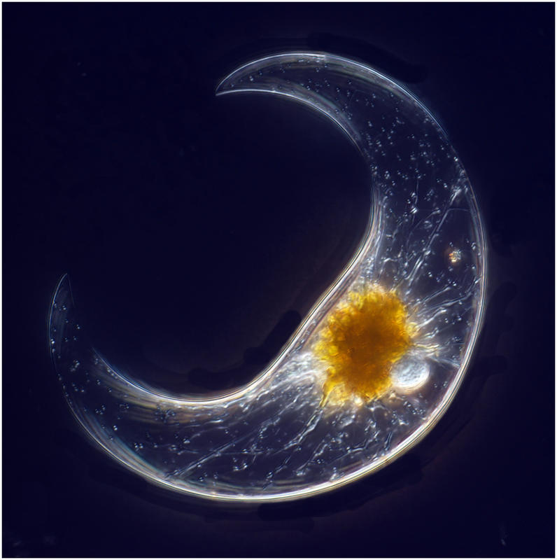 Pyrocytis lunula from the Bay of Villefranche