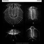 paleo planktonic trilobites