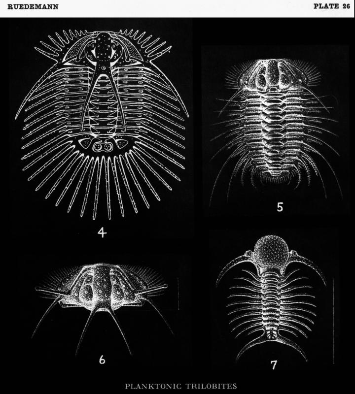 paleo planktonic trilobites