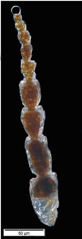 Leptohalysis catella (Höglund 1947).