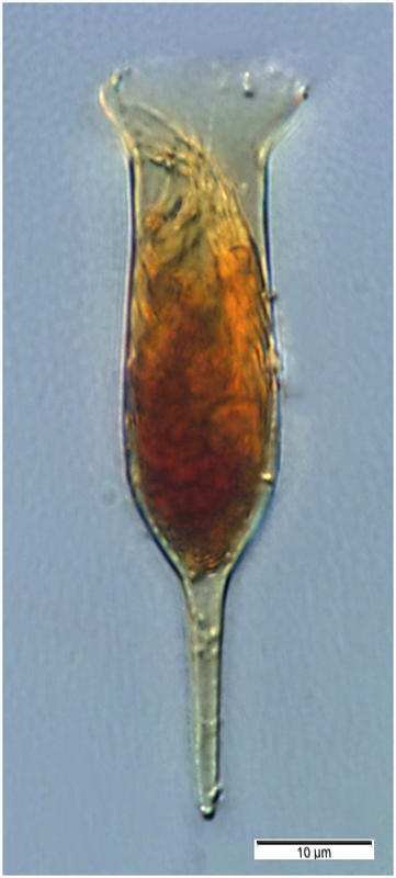 Albatrossiella agassizi