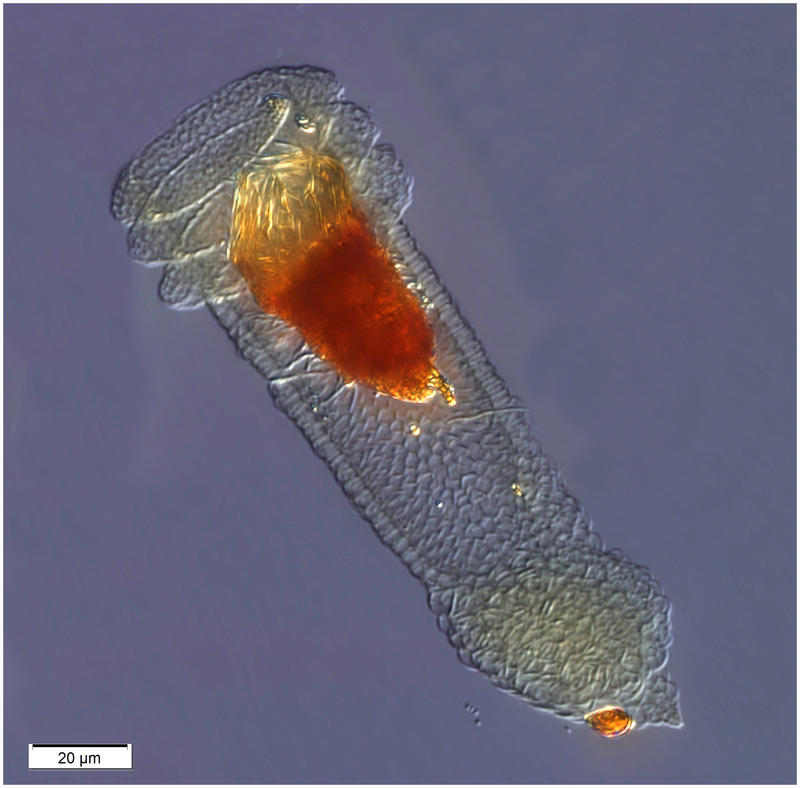 Cimacocylis scalaroides