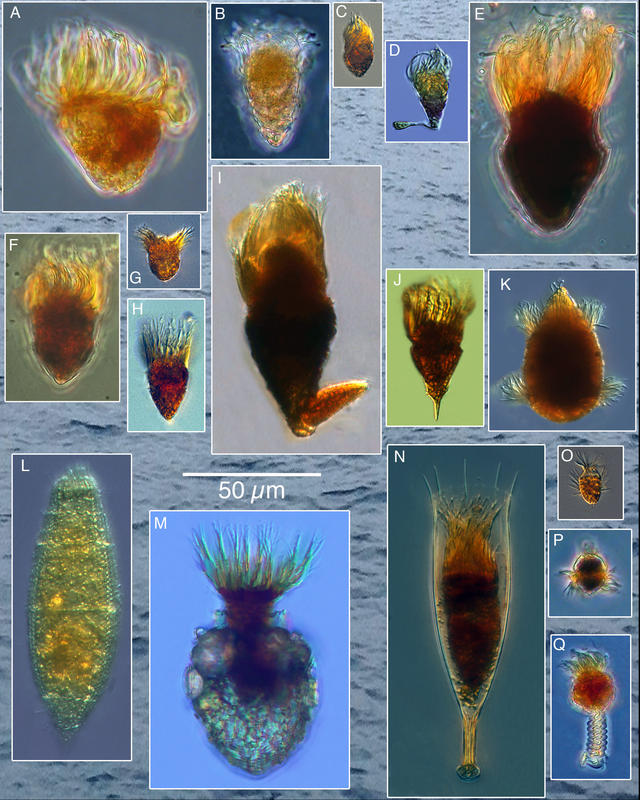 Diversity of Planktonic Ciliates in the Bay of Villefranche