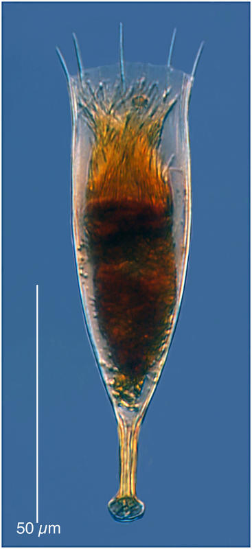 Dadayiella ganymedes