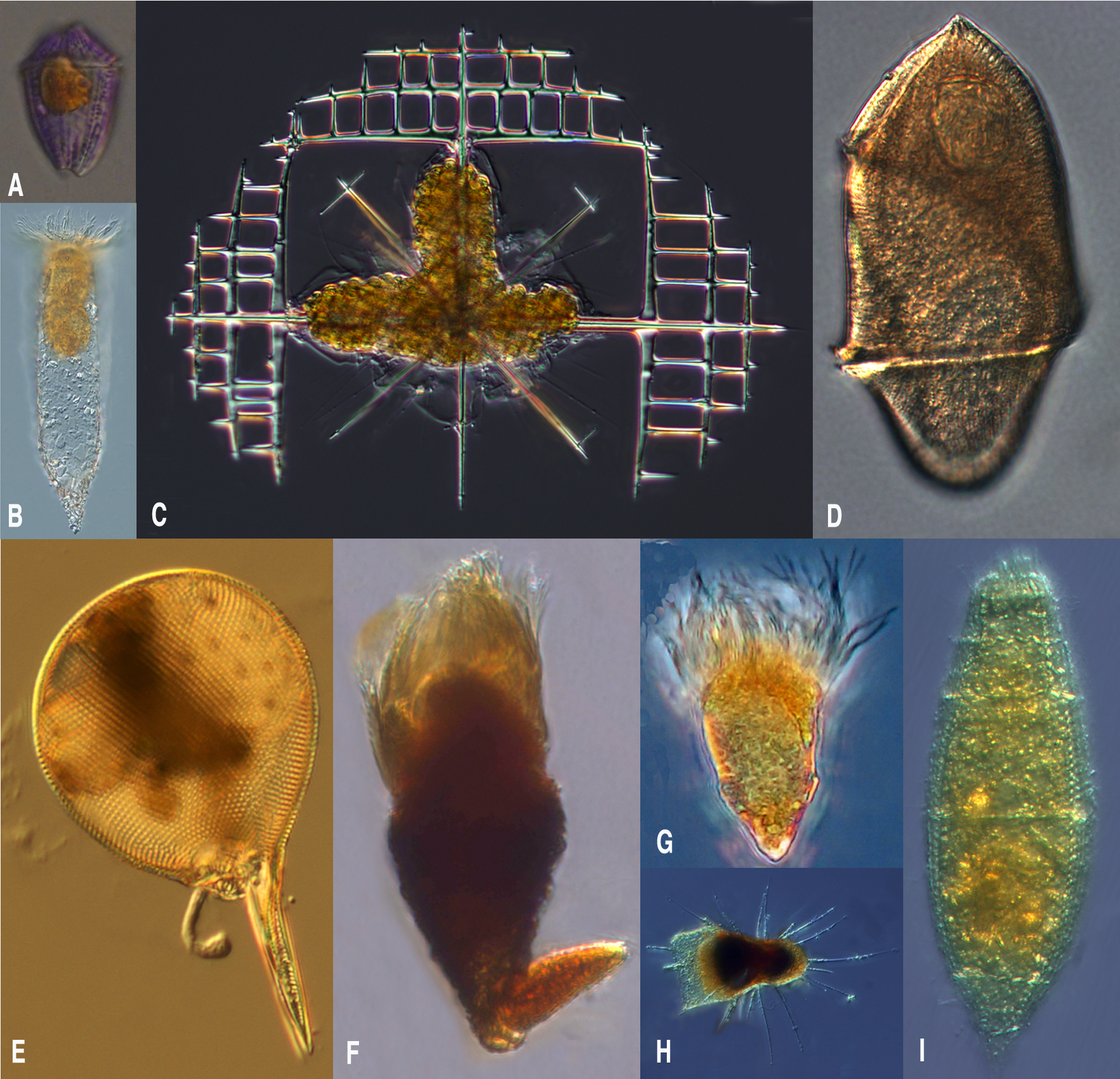 Microzooplankton of Villefranche