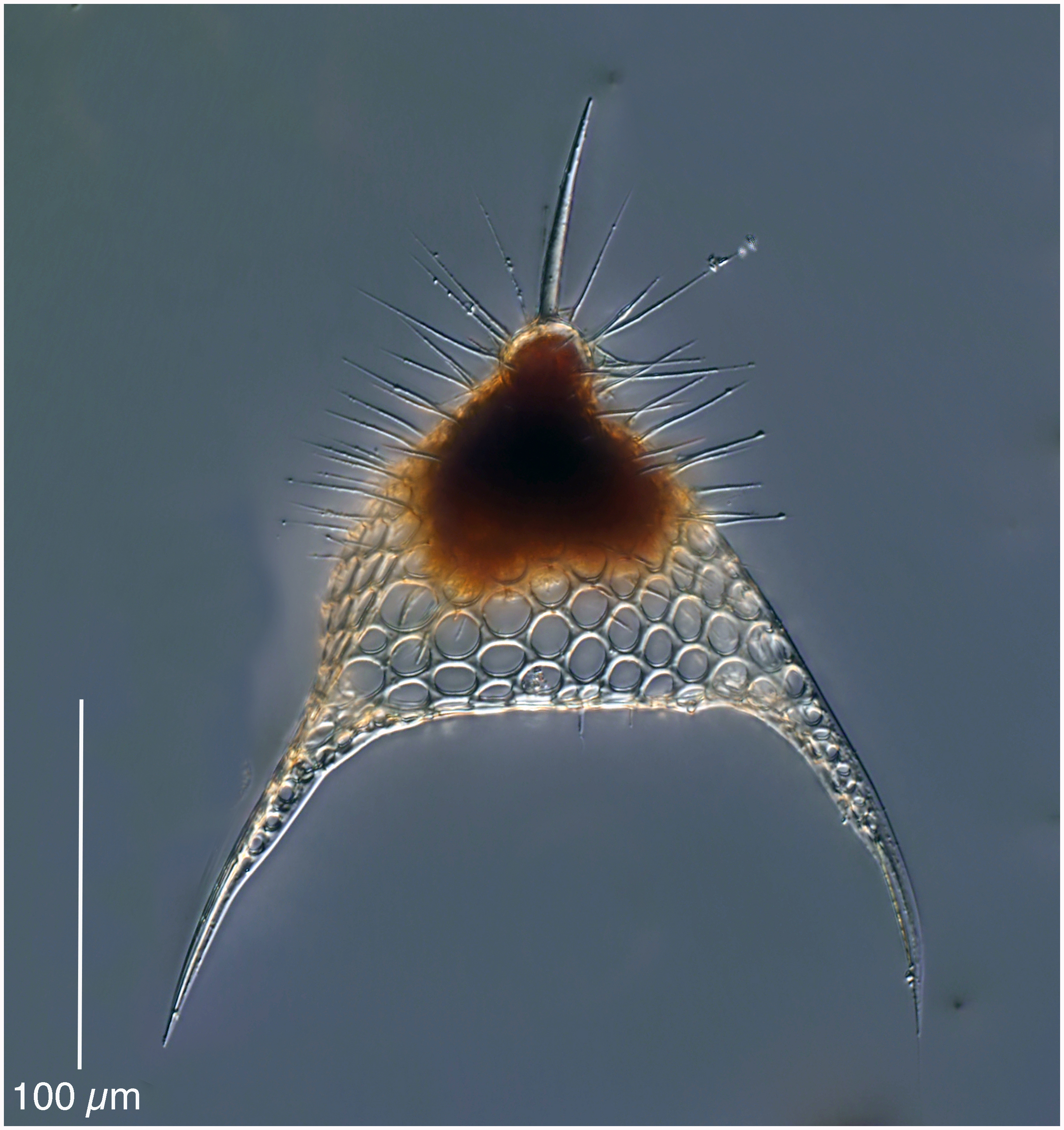 Pterocranium prismatium