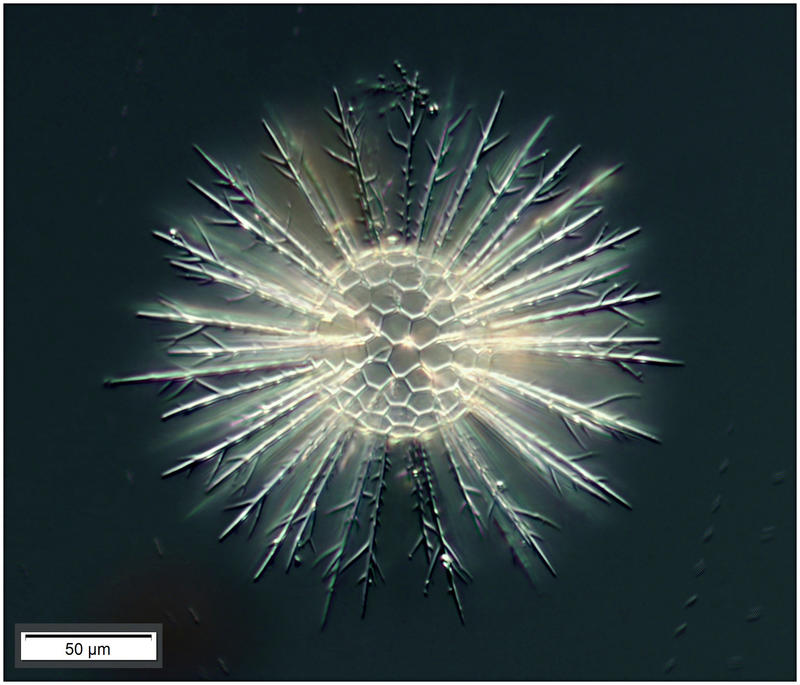 Cladococcus viminalis