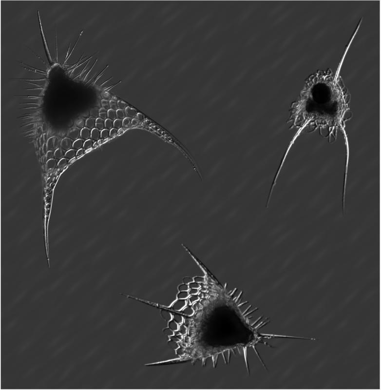 Nassularian Radiolarians of the Twilight Zone