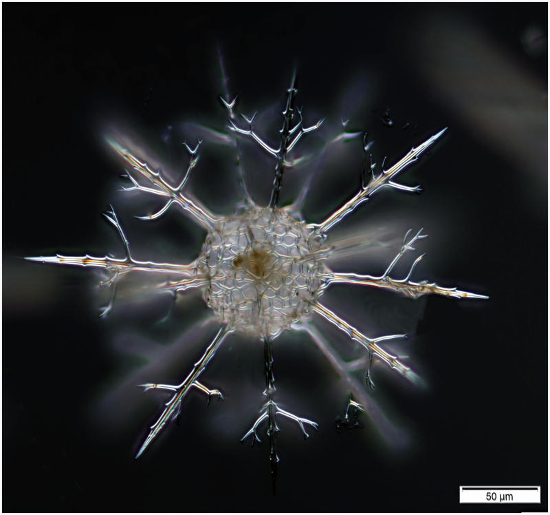 Cladococcus abietinus (Haeckel, 1887)