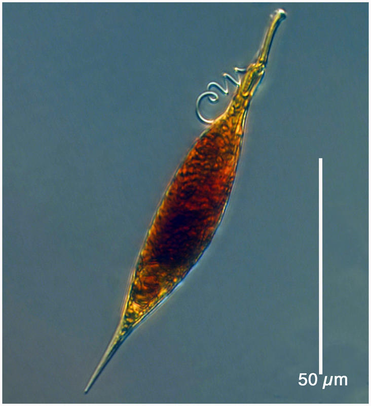 Pronoctiluca rostrata (Taylor 1976)