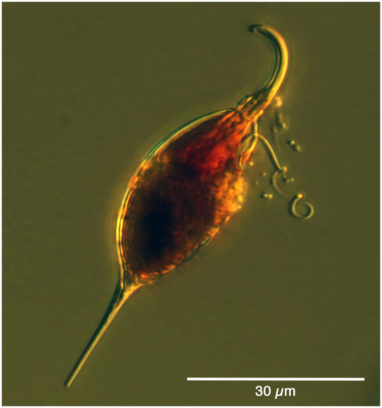 Pronoctiluca spinifera