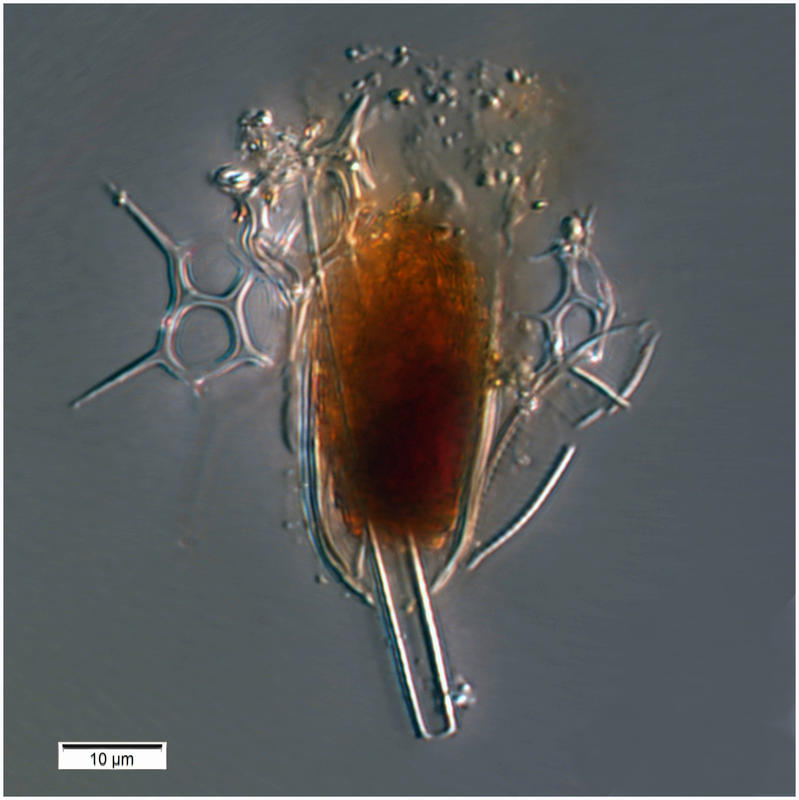 Canthariella pyrimidata