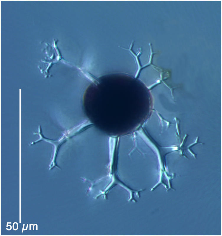 Cladopyxis brachiolata