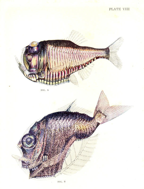 Fig. A. Argyropelecus. A luminescent deep-sea fish with eyes directed upward. Fig. B. Sternoptyx. A common Deep-sea fish.