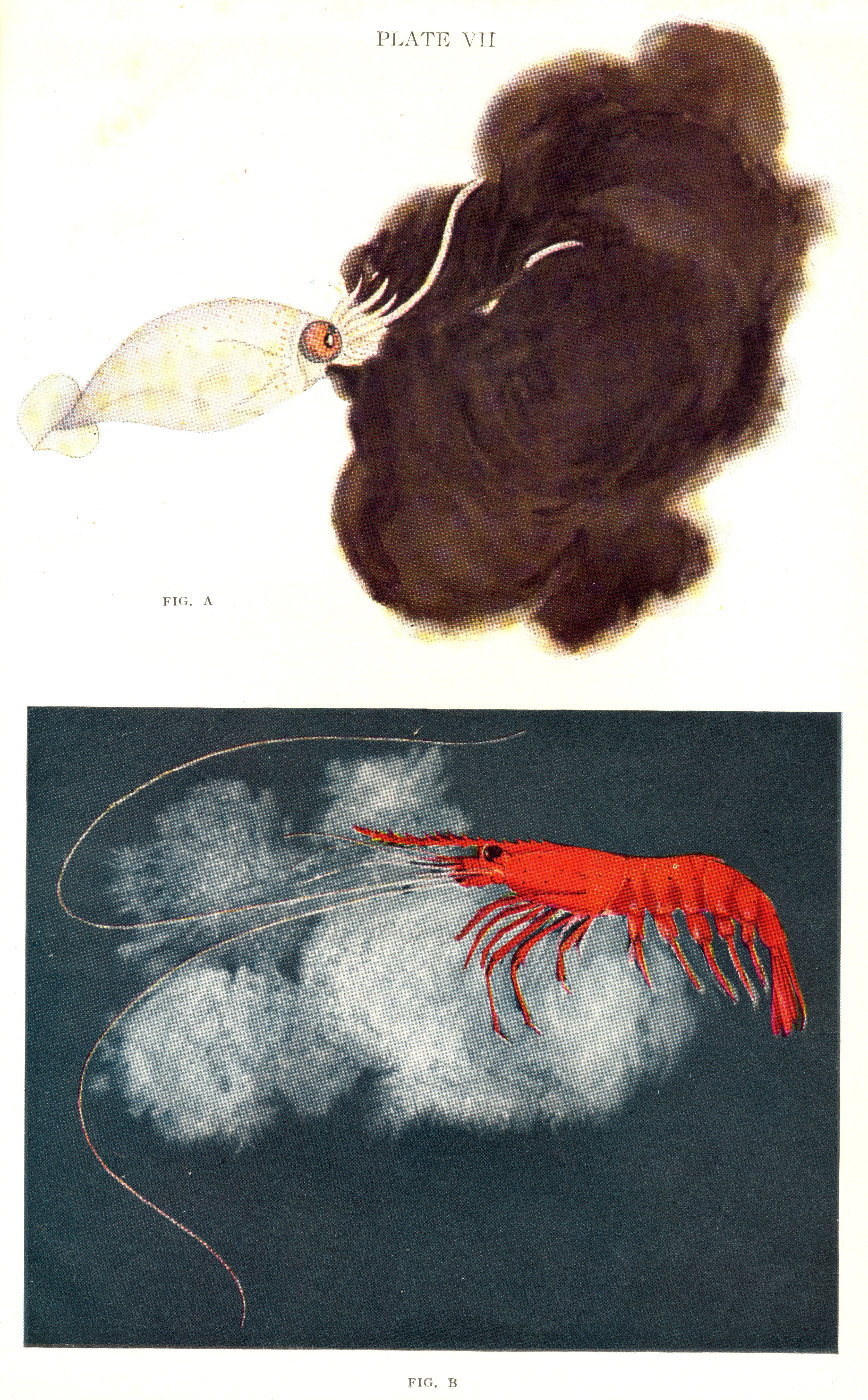 Fig. A. Squid throwing out a defensive smoke screen of sepia ink. Fig. B. Deep sea prawn emitting a lumniescent defensive cloud.