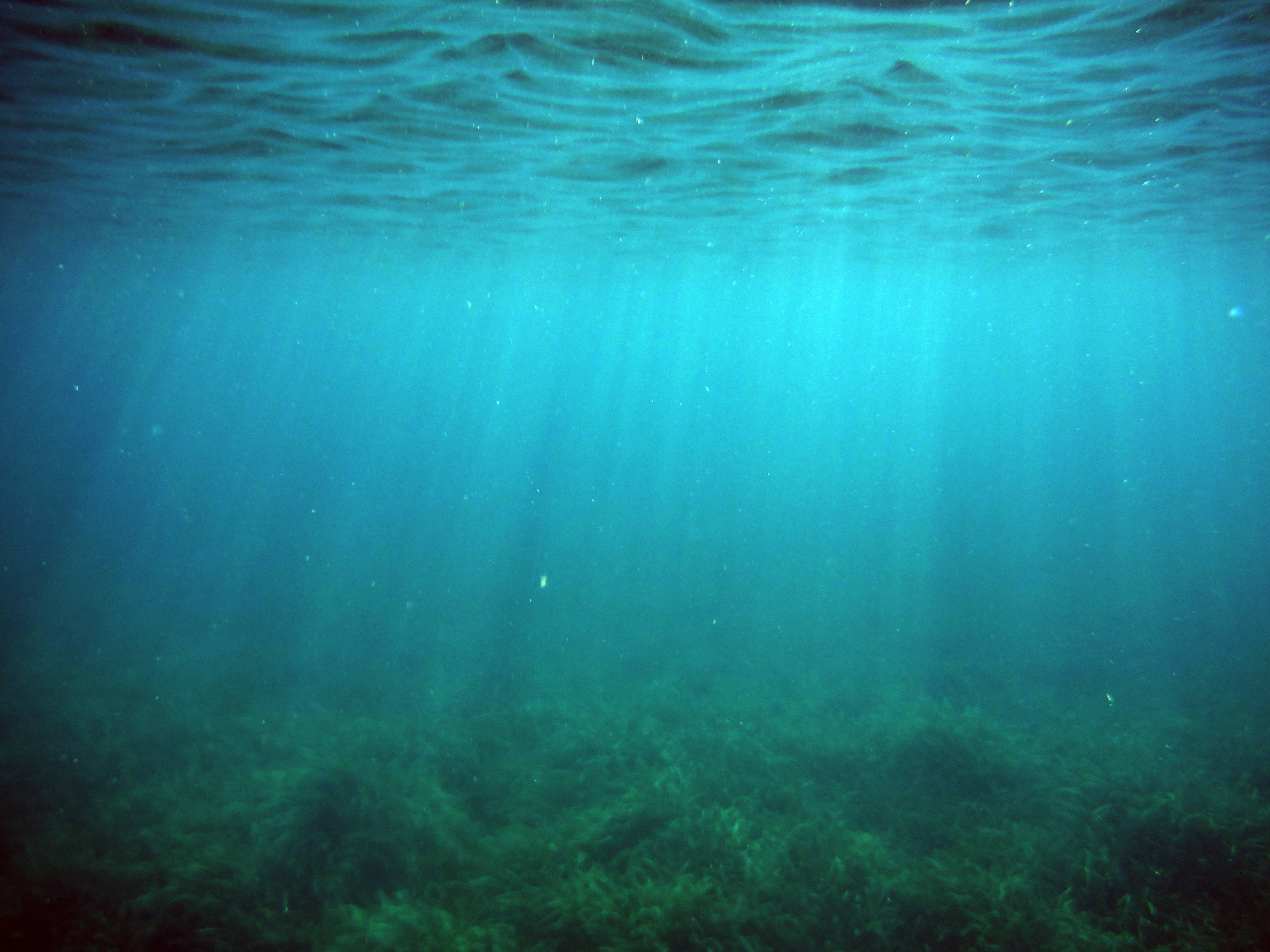 Seagrass Bed off ponton