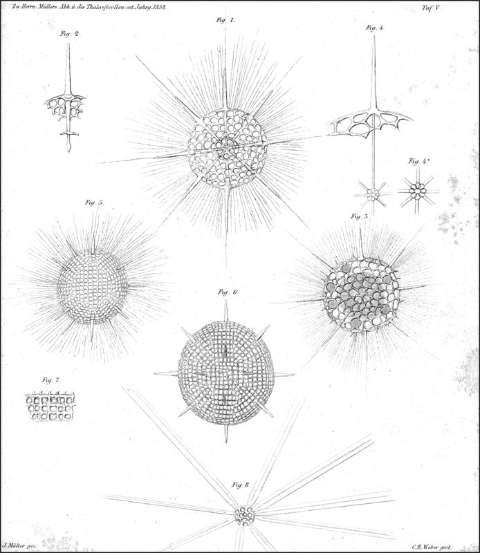 Plate 5 from Müller 1858