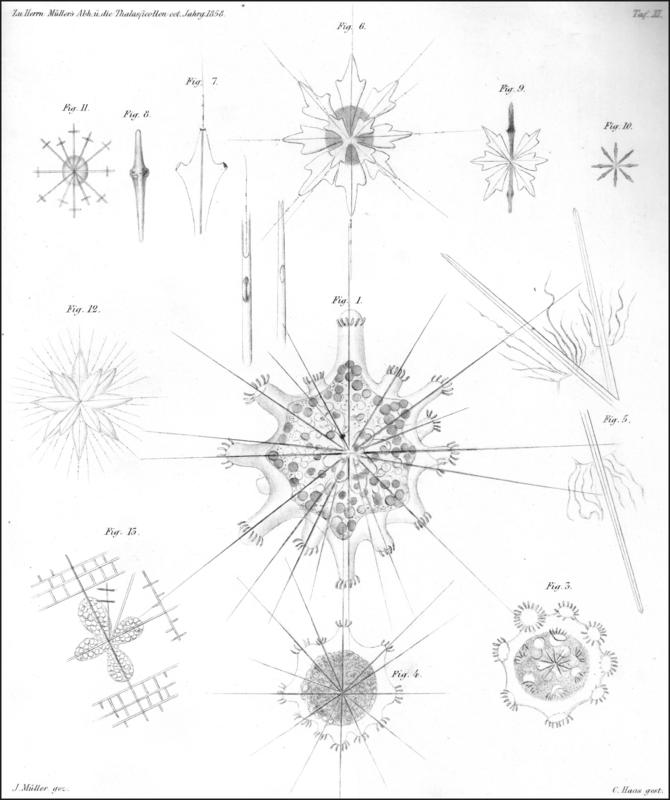 Plate 11 from Müller 1858