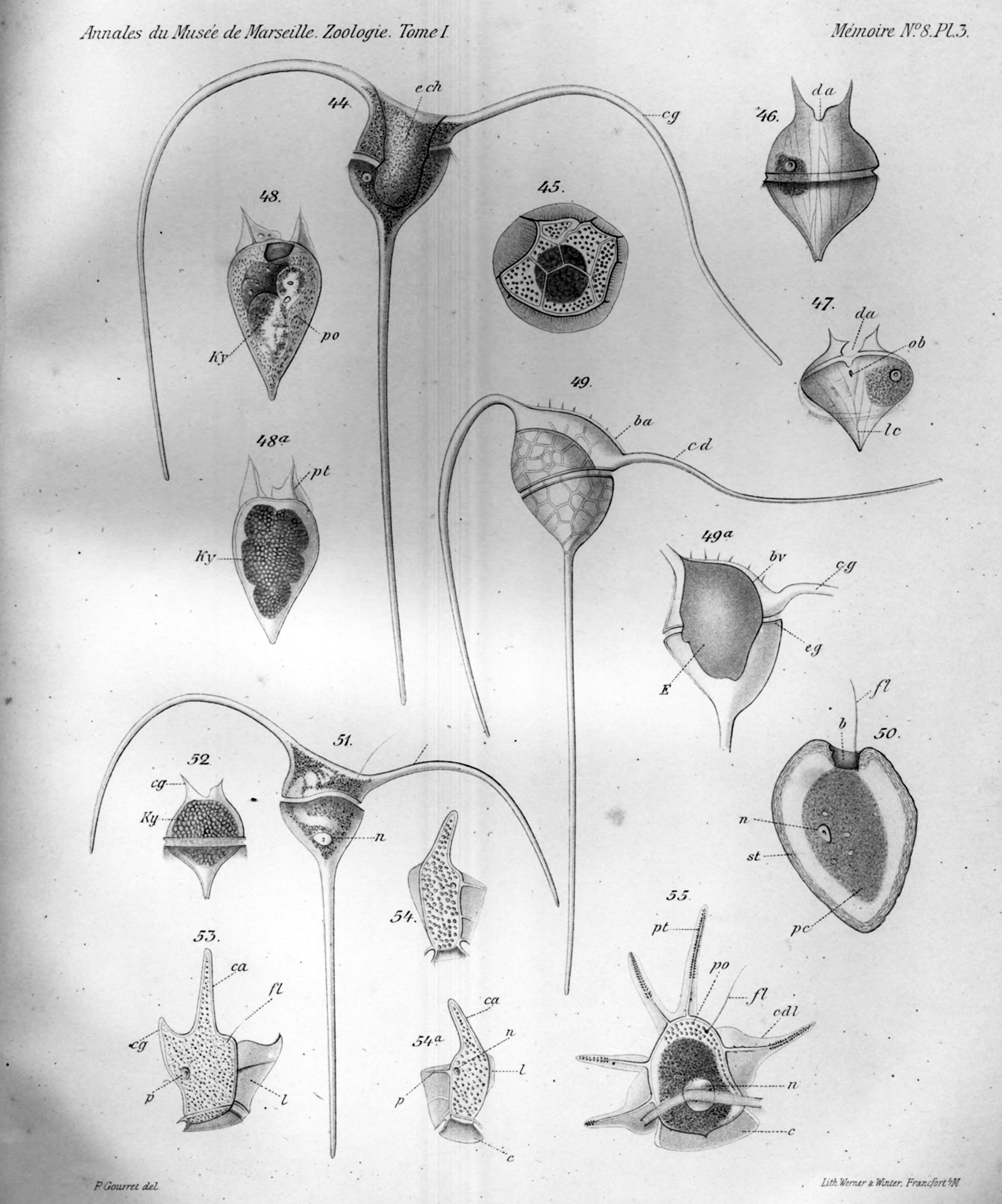 Paul Gourret, "éleve du laboratoire de zoologie marine", 1883, Plate 3