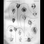 Paul Gourret, "éleve du laboratoire de zoologie marine", 1883, Plate 3