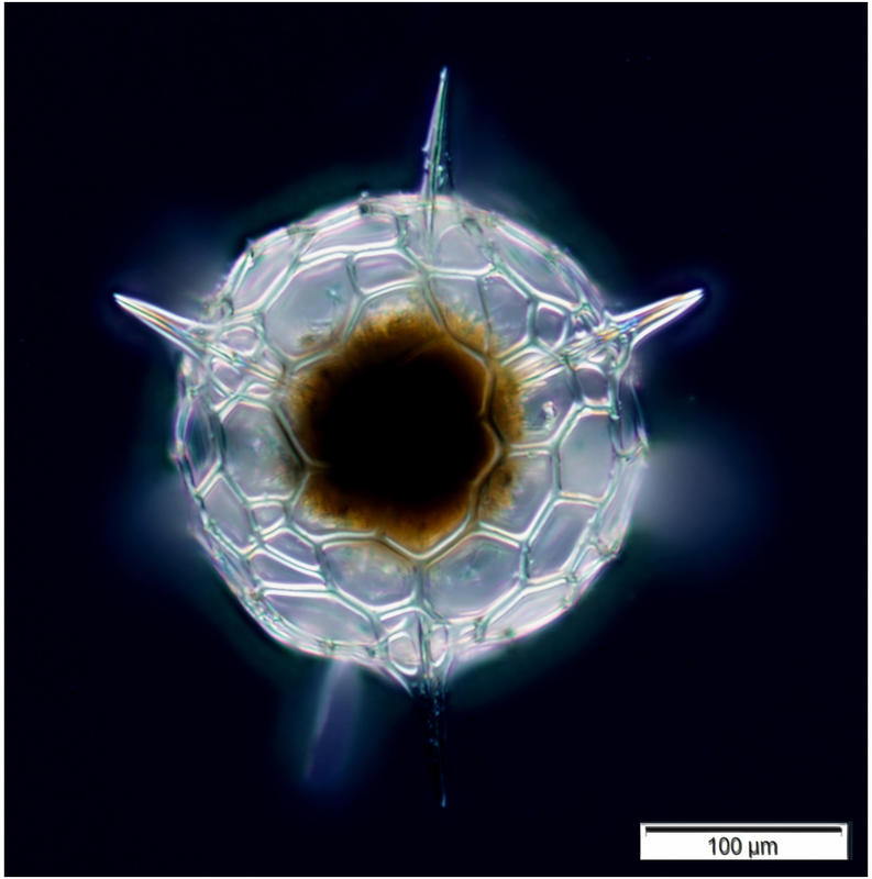 Hexacontium pachydermum