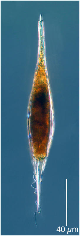 Podolampas spinerfera, a heterotrophic dinoflagellate