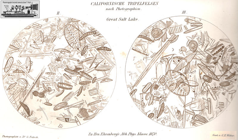 From Ehrenberg 1870: Microphotographs