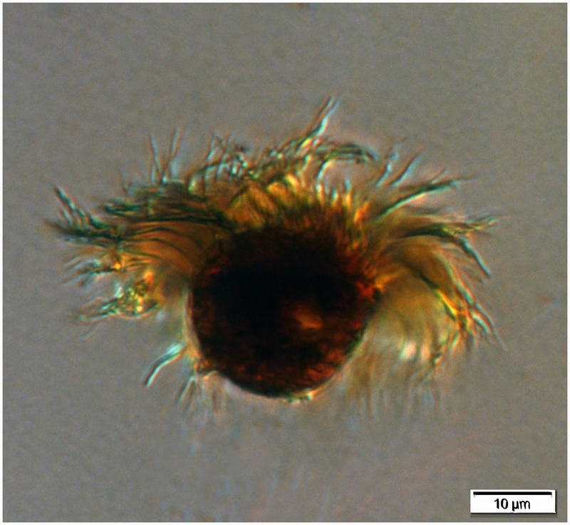 Deep Water Oligotrich