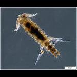 Copepod from Sample 2