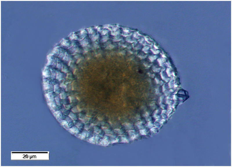 Conchellium capsula