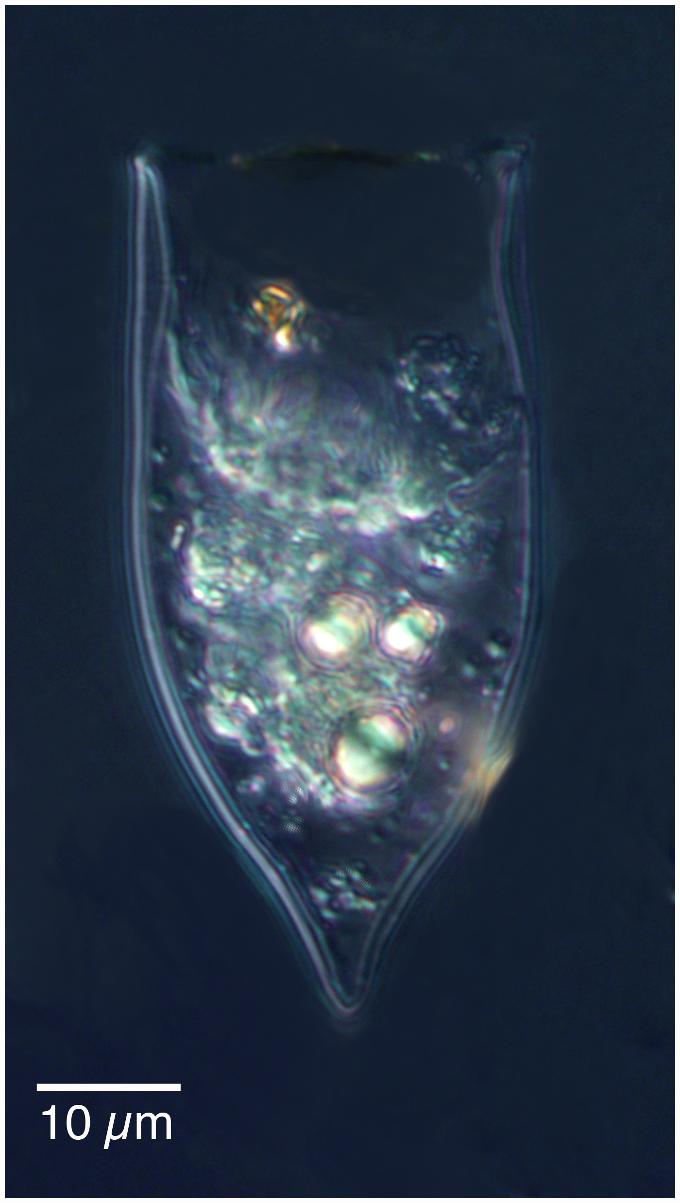 Proplectella subcaudata