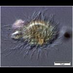 A small predatory ciliate