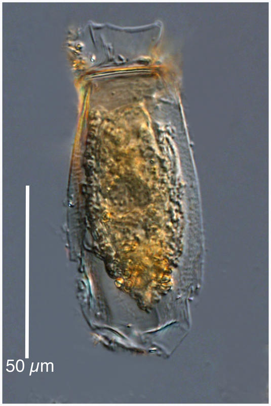 Branditiella sp.