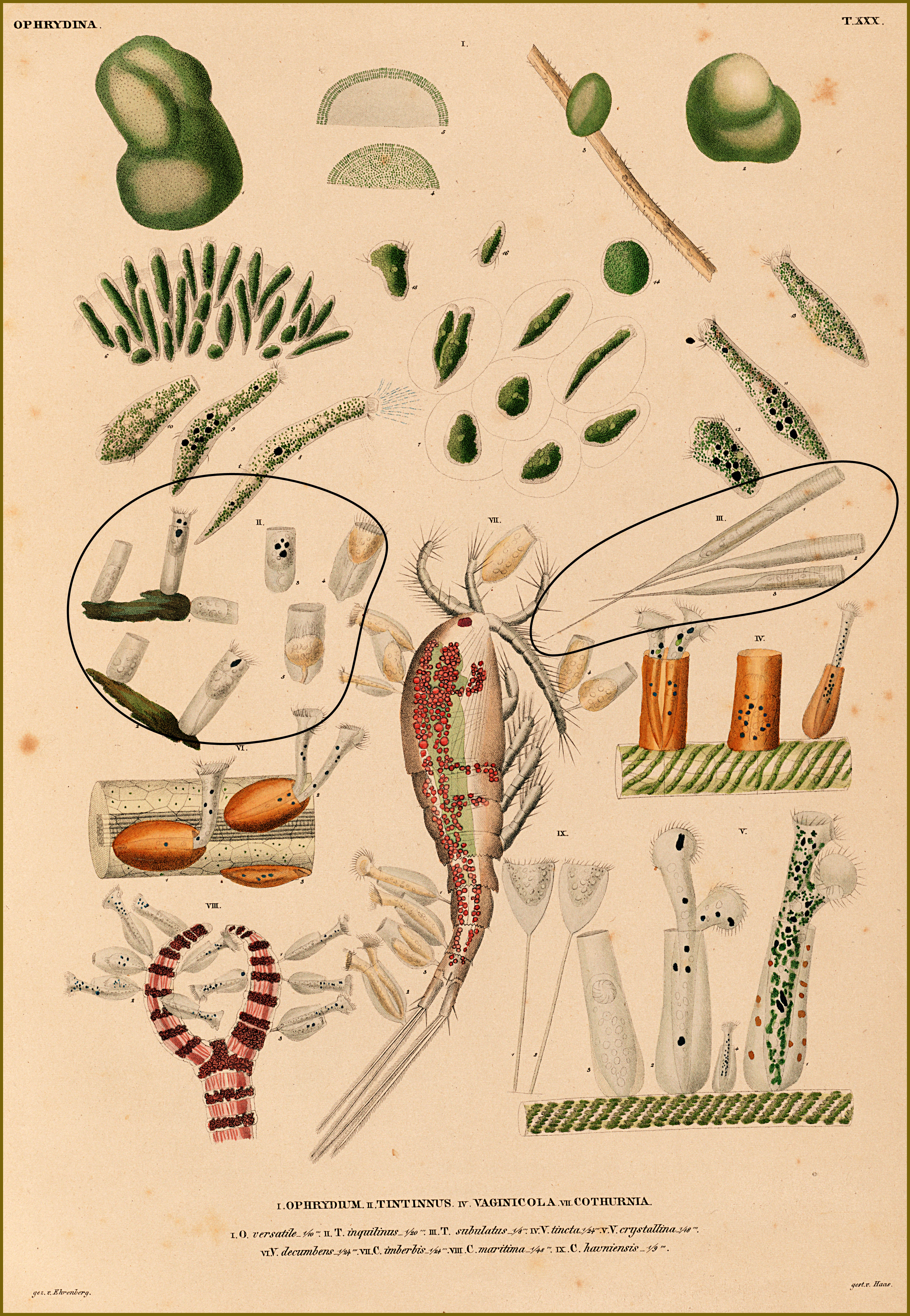 Plate 30 from Ehrenberg 1838