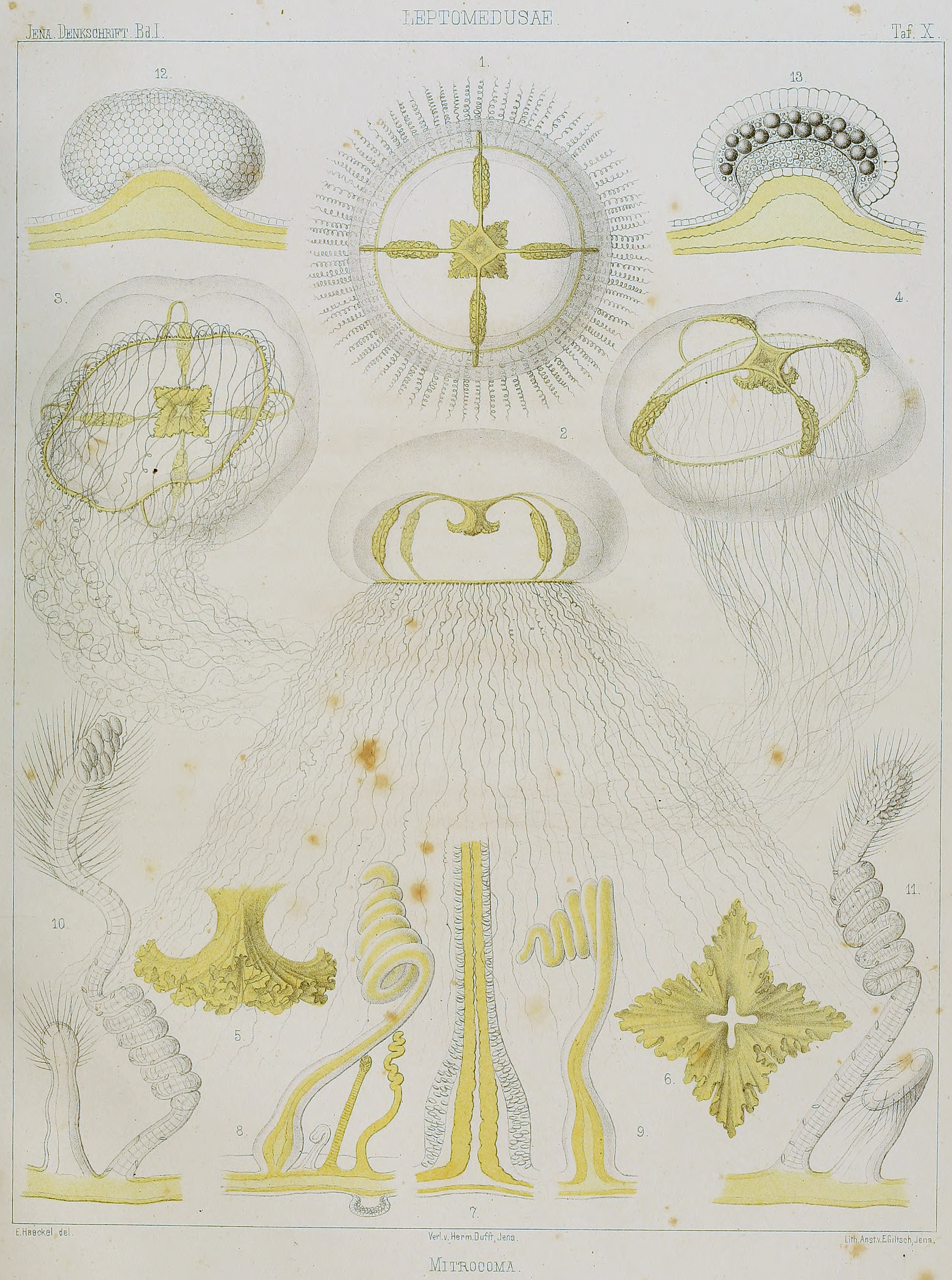 Mitrocoma Annae from Haeckel, 1879.