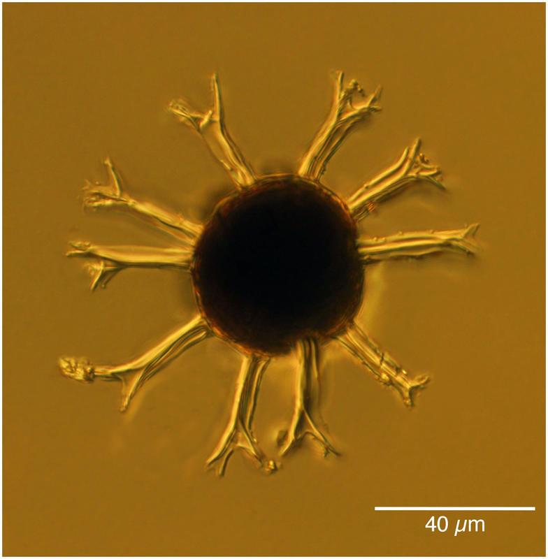 Cladopyxis caryophyllum