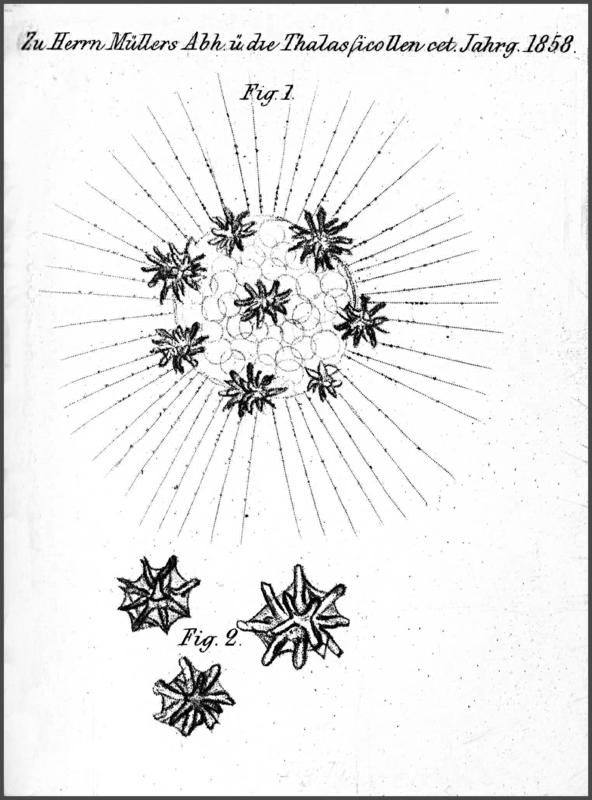 Thalasicolla morum by Müller