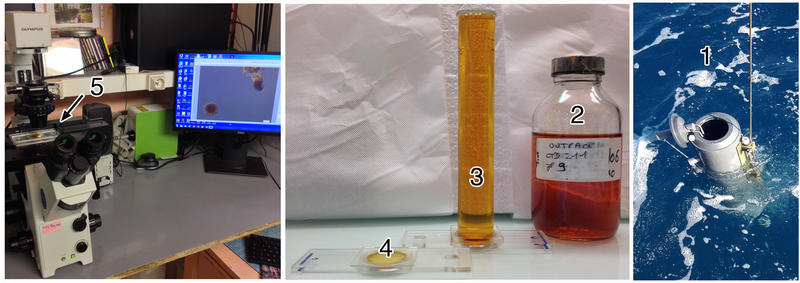 How to see microzooplankton