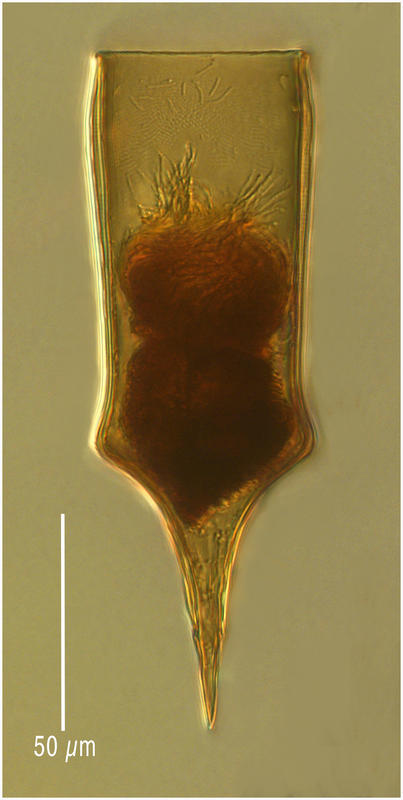 From 2 Km depth - Parundella messinensis