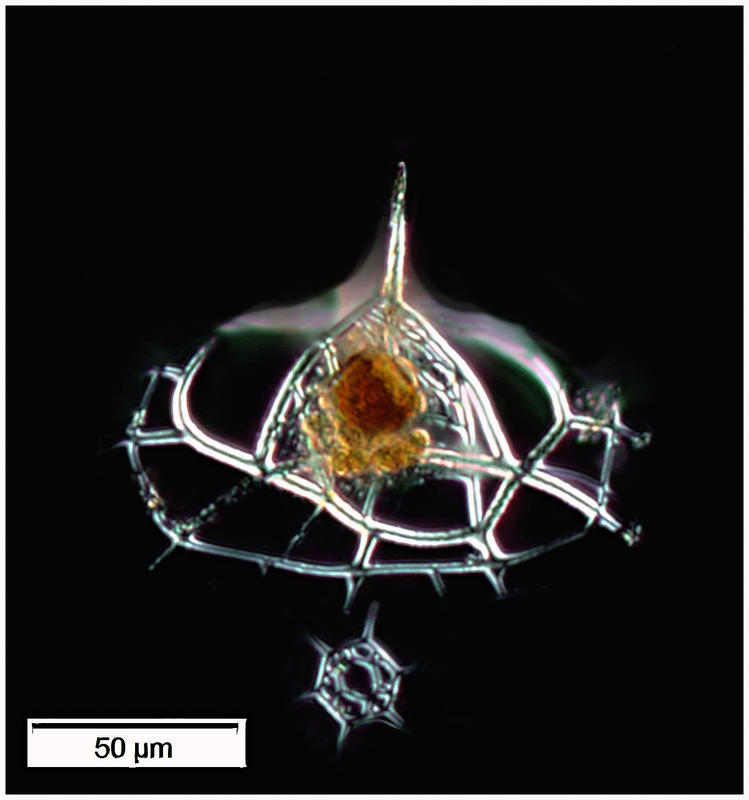 Enneaphormis rotula from Arctic Cruise ARA09B 2018, St. 16.