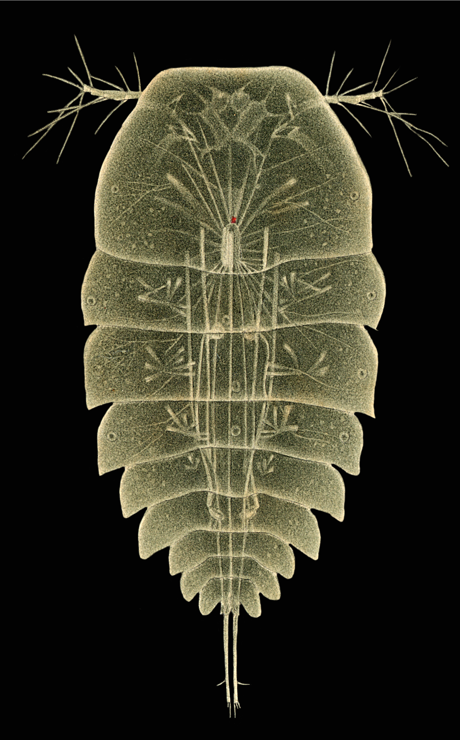 Copilla denticulata, male, from Plate 1. Now know as Copilla quadrata