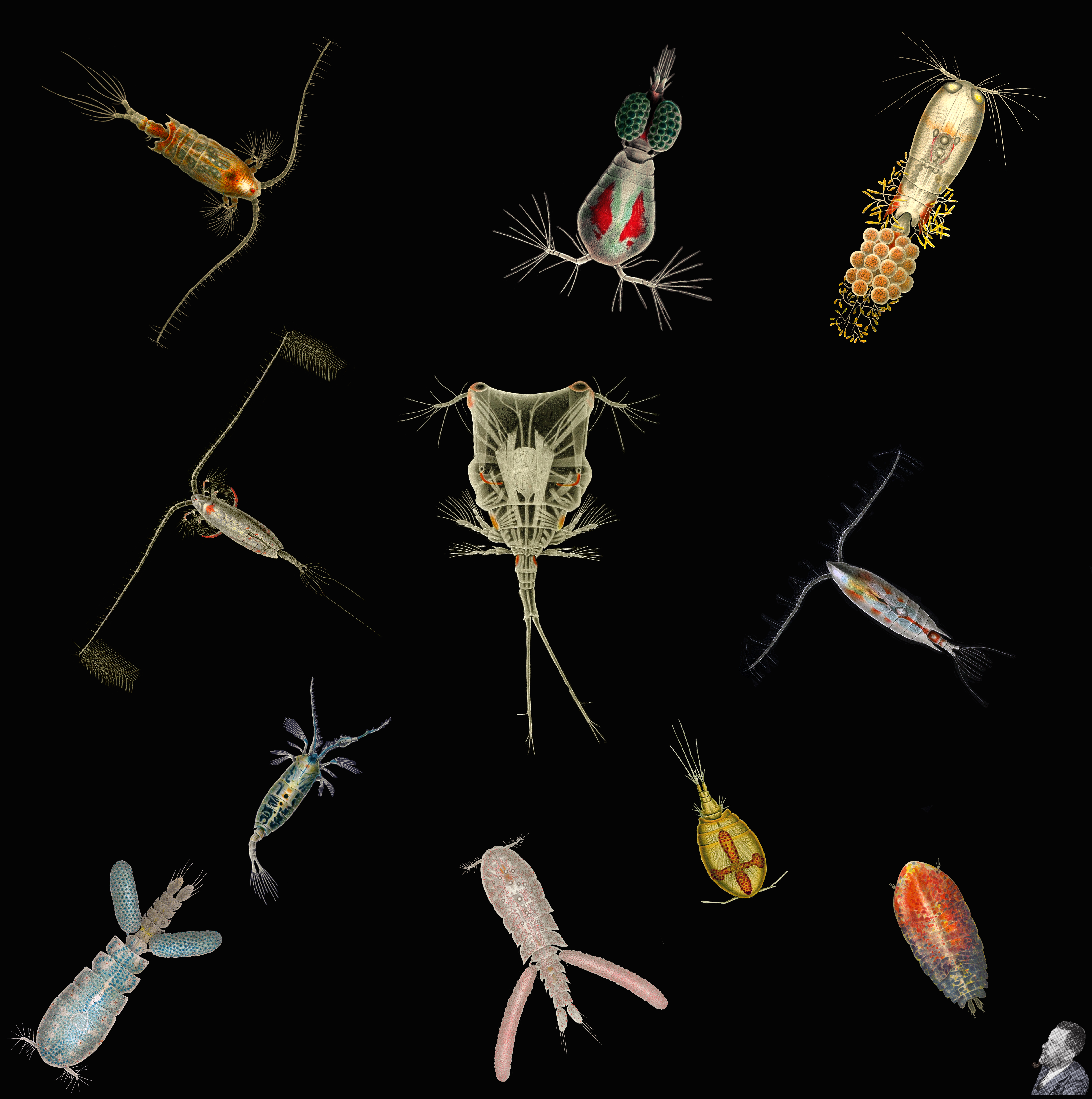 Copepod Collection