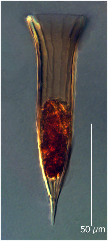 Dadayiella pachytoecus (Jørgensen 1924)