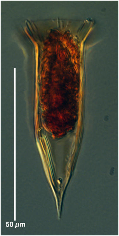 Ormosella bresslaui