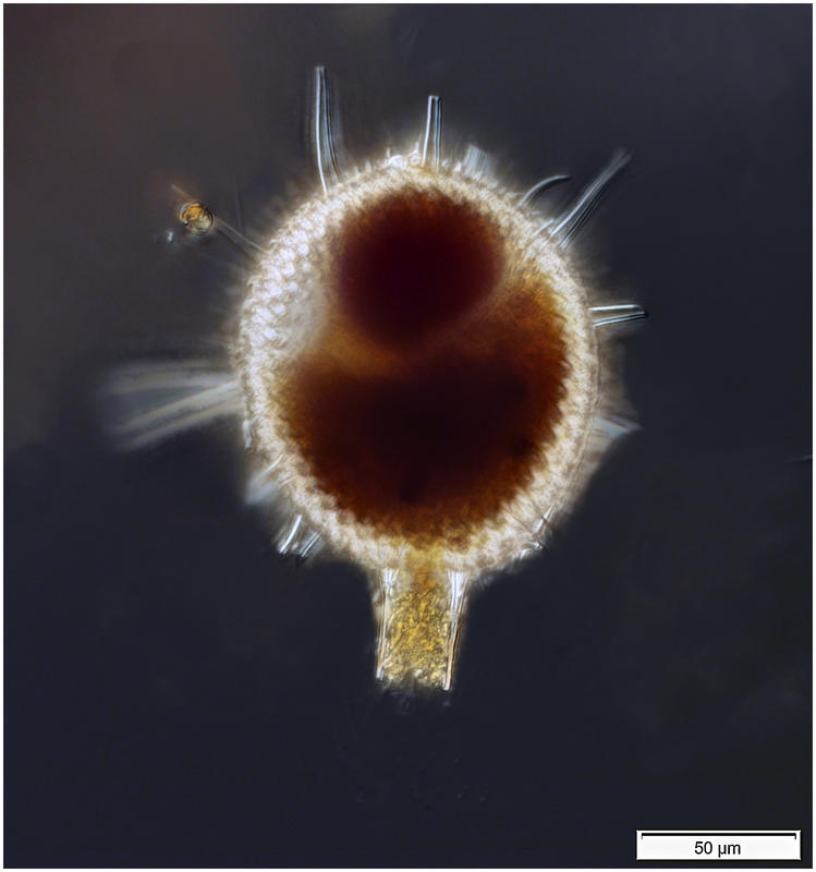 Porospathis holostoma