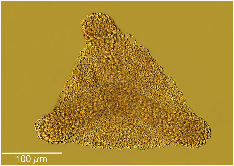 Dictocoryne profunda